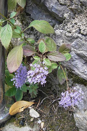 Trachelium caeruleum \ Blaues Halskraut / Blue Throatwort, E Lekeitio 6.8.2012