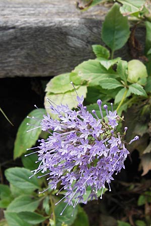 Trachelium caeruleum \ Blaues Halskraut, E Lekeitio 6.8.2012