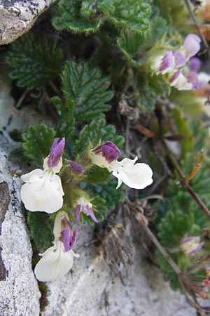 Teucrium pyrenaicum subsp. pyrenaicum \ Pyrenen-Gamander / Pyrenean Germander, E Picos de Europa, Covadonga 7.8.2012