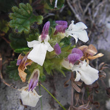 Teucrium pyrenaicum subsp. pyrenaicum \ Pyrenen-Gamander / Pyrenean Germander, E Picos de Europa, Covadonga 7.8.2012