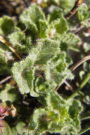 Teucrium pyrenaicum subsp. pyrenaicum \ Pyrenen-Gamander / Pyrenean Germander, E Picos de Europa, Fuente De 14.8.2012