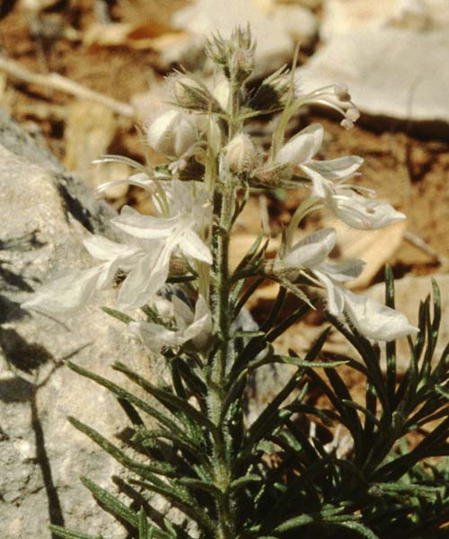 Teucrium pseudochamaepitys \ Schmalblttriger Gamander, E Prov.  Alicante, Xabia 27.3.2001