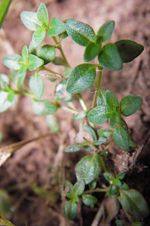 Thymus pulegioides / Large Thyme, E Picos de Europa, Carrea 11.8.2012