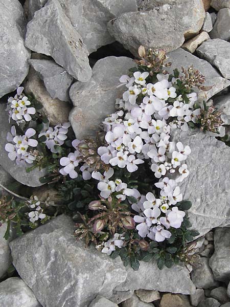 Iberis spathulata \ Niedrige Schleifenblume / Spoon-Leaved Candytuft, E Picos de Europa, Fuente De 14.8.2012