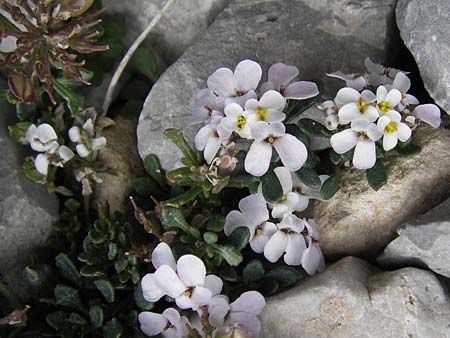 Iberis spathulata \ Niedrige Schleifenblume / Spoon-Leaved Candytuft, E Picos de Europa, Fuente De 14.8.2012