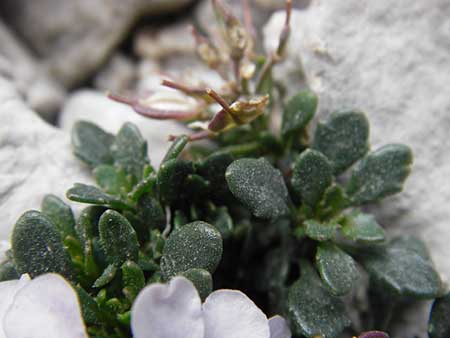 Iberis spathulata \ Niedrige Schleifenblume, E Picos de Europa, Fuente De 14.8.2012