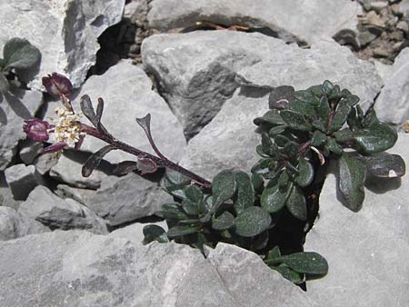 Iberis spathulata \ Niedrige Schleifenblume / Spoon-Leaved Candytuft, E Picos de Europa, Fuente De 14.8.2012
