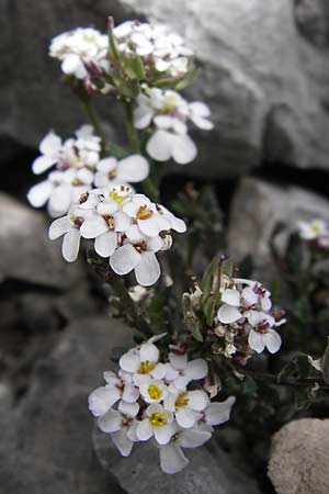 Iberis spathulata \ Niedrige Schleifenblume / Spoon-Leaved Candytuft, E Picos de Europa, Fuente De 14.8.2012