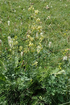 Thalictrum flavum / Common Meadow-Rue, E Pyrenees, Prat de Cadi 6.8.2018