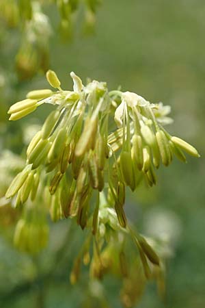 Thalictrum flavum \ Gelbe Wiesenraute / Common Meadow-Rue, E Pyrenäen/Pyrenees, Prat de Cadi 6.8.2018