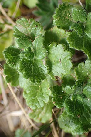 Teucrium pyrenaicum subsp. guarensis / Sierra de Guara Germander, E Pyrenees, Prat de Cadi 6.8.2018