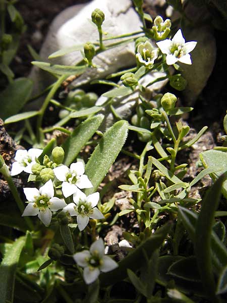 Thesium pyrenaicum \ Pyrenen-Bergflachs, Pyrenen-Leinblatt, E Picos de Europa, Fuente De 14.8.2012