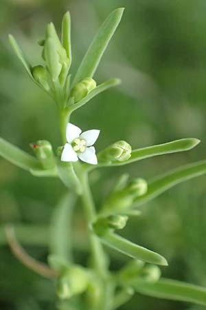 Thesium pyrenaicum \ Pyrenen-Bergflachs, Pyrenen-Leinblatt, E Pyrenäen, Prat de Cadi 6.8.2018