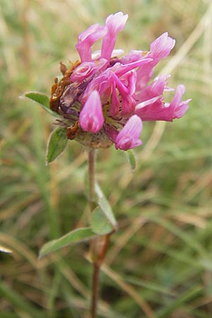 Trifolium pratense \ Rot-Klee, Wiesen-Klee / Red Clover, E Asturien/Asturia Ribadesella 10.8.2012