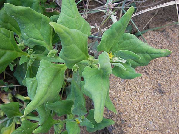 Tetragonia tetragonoides \ Neuseeland-Spinat / New Zealand Spinach, Warrigal Greens, E Lekeitio 6.8.2012