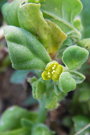 Tetragonia tetragonoides \ Neuseeland-Spinat / New Zealand Spinach, Warrigal Greens, E Lekeitio 6.8.2012
