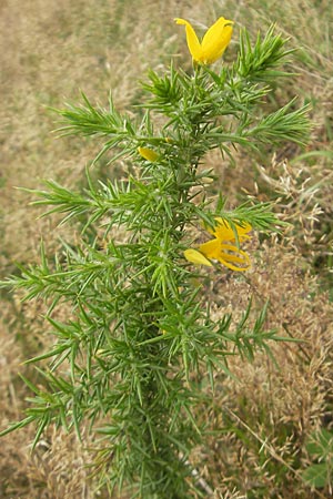 Ulex europaeus \ Europischer Stechginster, E Zarautz 18.8.2011