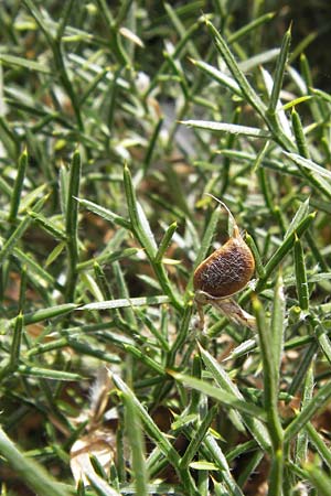 Ulex gallii ? / Western Gorse, E Lekeitio 6.8.2012