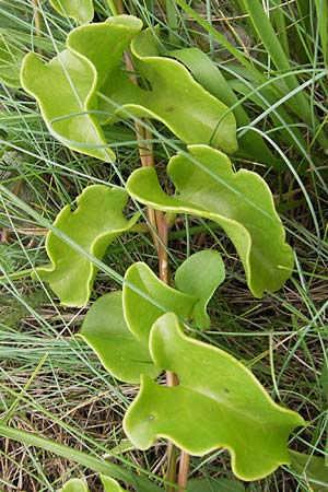 Ipomoea imperati \ Strand-Prunk-Winde, E Asturien Llanes 12.8.2012