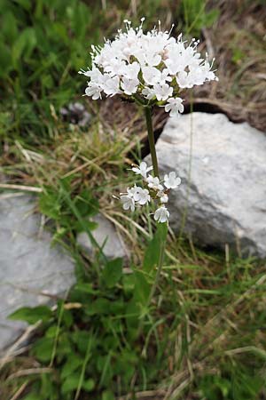 Valeriana montana \ Berg-Baldrian / Mountain Valerian, E Pyrenäen/Pyrenees, Prat de Cadi 6.8.2018