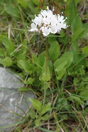 Valeriana montana \ Berg-Baldrian / Mountain Valerian, E Pyrenäen/Pyrenees, Prat de Cadi 6.8.2018