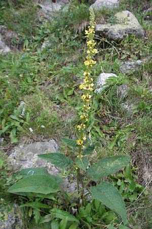 Verbascum chaixii \ Franzsische Knigskerze / Nettle-Leaved Mullein, E Pyrenäen/Pyrenees, Caldes de Boi 16.8.2006