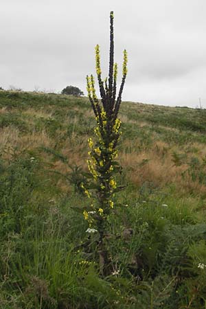 Verbascum densiflorum \ Grobltige Knigskerze, E Zarautz 18.8.2011