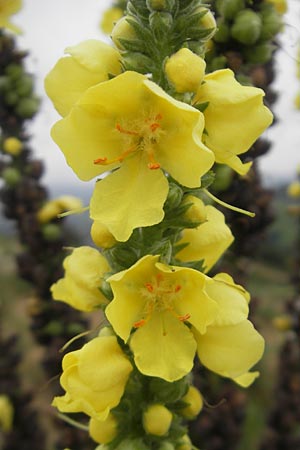 Verbascum densiflorum \ Grobltige Knigskerze / Dense-flowered Mullein, E Zarautz 18.8.2011