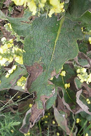 Verbascum densiflorum \ Grobltige Knigskerze, E Zarautz 18.8.2011