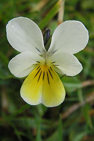 Viola saxatilis \ Gebirgs-Veilchen / Rock Pansy, E Pyrenäen/Pyrenees, Benasque 17.8.2006