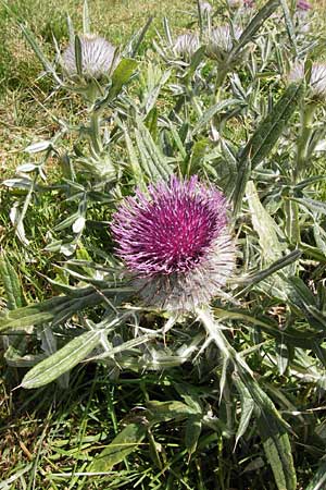 Cirsium eriophorum \ Wollkopf-Kratzdistel, Woll-Kratzdistel, E Picos de Europa, Puerto de San Glorio 13.8.2012