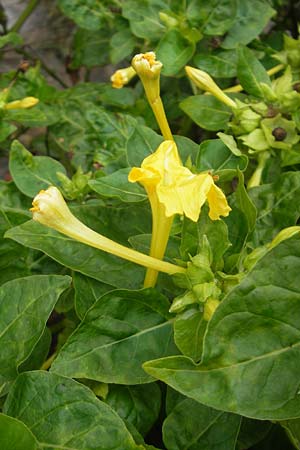 Mirabilis jalapa \ Wunderblume, E Zumaia 16.8.2011