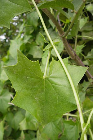 Delairea odorata / Cape Ivy, E Asturia Ribadesella 10.8.2012