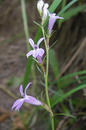 Lobelia urens \ Land-Lobelie, E Asturien Ribadesella 10.8.2012