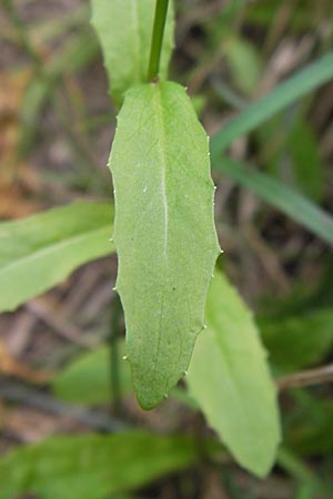 Lobelia urens \ Land-Lobelie, E Asturien Ribadesella 10.8.2012