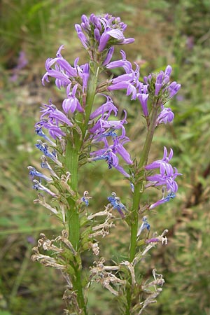 Lobelia urens \ Land-Lobelie, E Asturien Llanes 12.8.2012