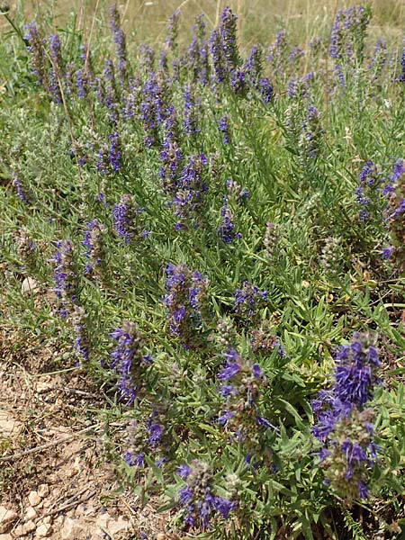 Hyssopus officinalis \ Ysop, Isop / Hyssop, E Pyrenäen/Pyrenees, Josa de Cadi 7.8.2018