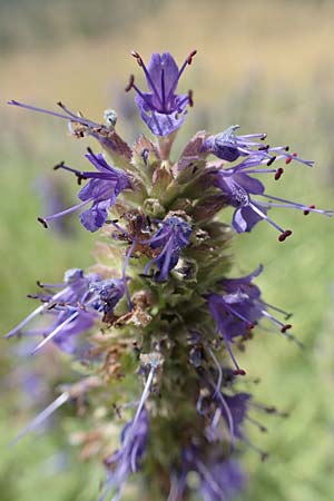 Hyssopus officinalis \ Ysop, Isop, E Pyrenäen, Josa de Cadi 7.8.2018