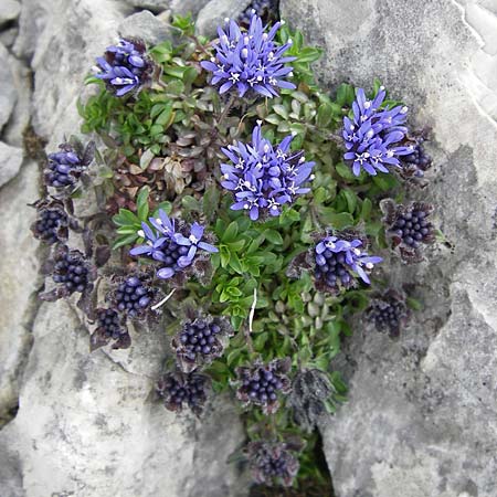 Jasione cavanillesii \ Cavanilles Sandglckchen / Cavanilles' Sheep's Bit, E Picos de Europa, Fuente De 14.8.2012