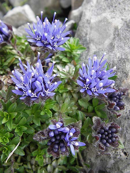 Jasione cavanillesii \ Cavanilles Sandglckchen / Cavanilles' Sheep's Bit, E Picos de Europa, Fuente De 14.8.2012