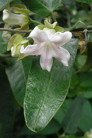 Araujia sericifera, Folterpflanze