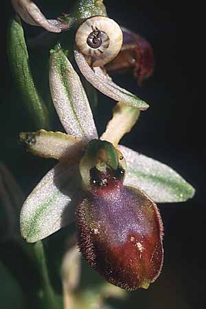 Ophrys exaltata subsp. arachnitiformis \ Spinnenähnliche Ragwurz, E  Katalonien L'Escala 9.4.2004 