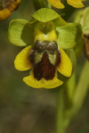 Ophrys alpujata \ Alpujata-Ragwurz / Sierra Alpujata Orchid, E  Coin 30.3.2023 (Photo: Helmut Presser)