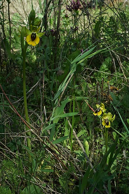 Ophrys alpujata \ Alpujata-Ragwurz / Sierra Alpujata Orchid (links/left Ophrys lutea), E  Coin 30.3.2023 (Photo: Helmut Presser)