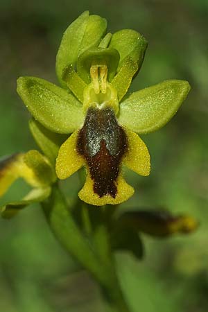 Ophrys alpujata \ Alpujata-Ragwurz / Sierra Alpujata Orchid, E  Coin 30.3.2023 (Photo: Helmut Presser)