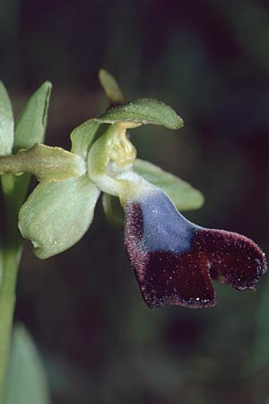 Ophrys atlantica \ Atlas-Ragwurz / Atlas Ophrys, E  Alhaurin El Grande 25.3.2002 