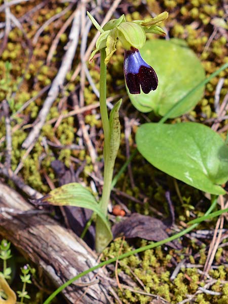 Ophrys atlantica \ Atlas-Ragwurz / Atlas Ophrys, E  Mijas 30.3.2018 (Photo: Christian Schlomann)