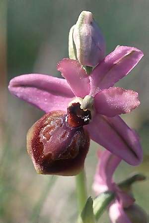 Ophrys aveyronensis \ Aveyron-Ragwurz, E  Baskenland, El Cabrio 22.5.2003 