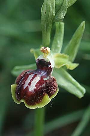 Ophrys castellana \ Kastilische Ragwurz, E  La Rioja, Ezcaray 27.5.2002 