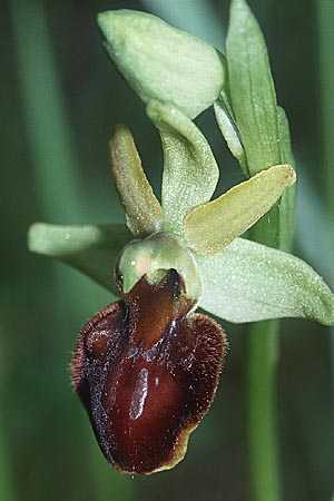 Ophrys castellana \ Kastilische Ragwurz / Castlian Bee Orchid, E  Prov. Burgos, Sierra de la Demanda 27.5.2002 